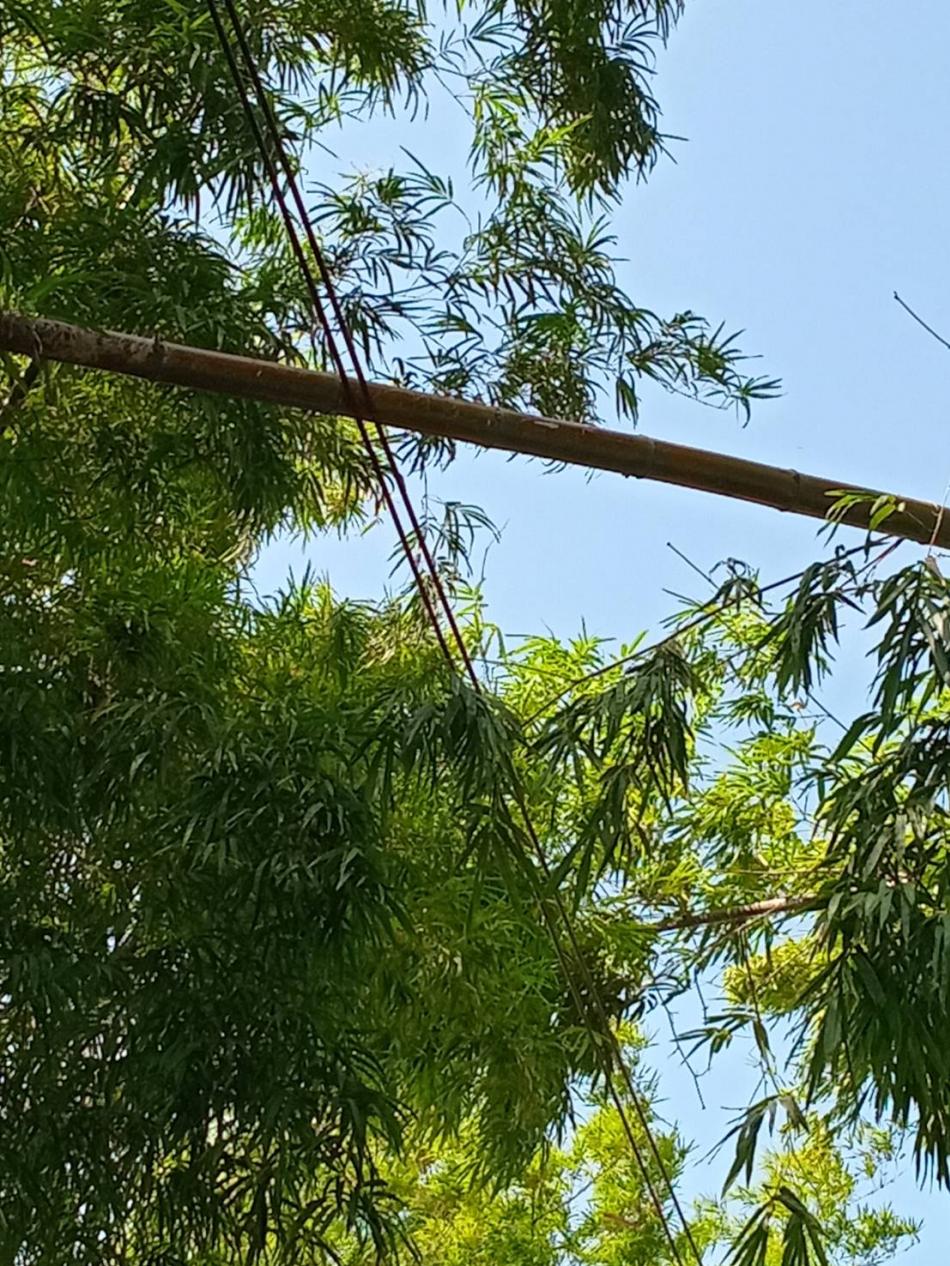 ออกตัดกิ่งไม้ที่หักพาดทับสายไฟ ถนนเส้นวัดดงเหล่ายา บ้านสร้างนกทา หมู่ที่ 1